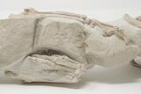 Articulated, Fossil Oreodont (Miniochoerus) Skeleton - Wyoming #197374-14